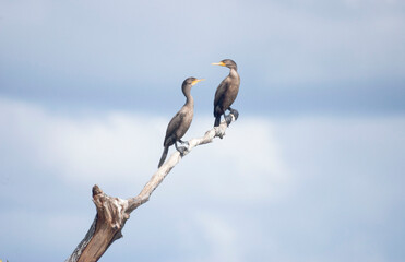 Two Double Crested Cormorants Resting on a Tree Branch