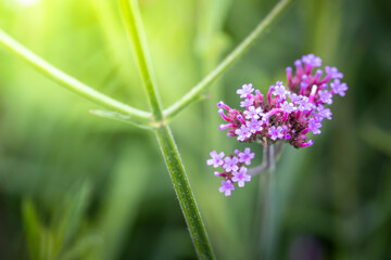 The background image of the colorful flowers