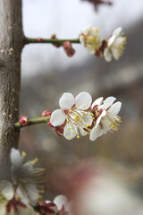 Apricot flower on nature background