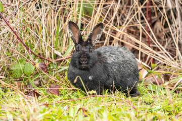close up of a cute rabbit with black and grey fur resting besides tall brown grasses while staring at you