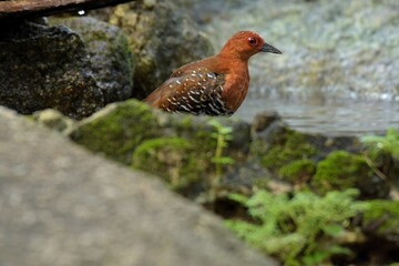 Red-legged Crake are bathed in a pond in the forest.	