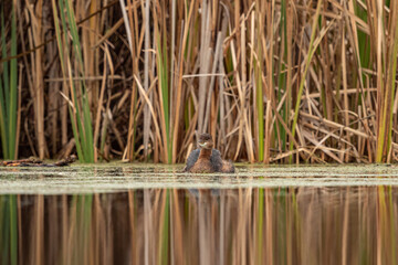 one small cute grebe bird resting on the surface of an algae-filled pond in front of tall brown grasses