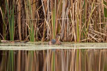 one small cute grebe bird resting on the surface of an algae-filled pond in front of tall brown grasses