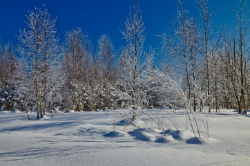 Trees covered in frost at the forest edge