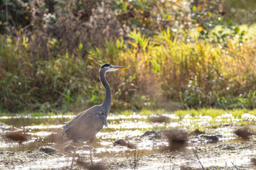 one great blue heron walking on muddy, rain water covered farm land on a sunny day