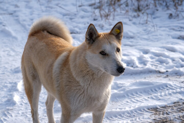Laika dogs in the snow. Looks into the distance in search of the owner.