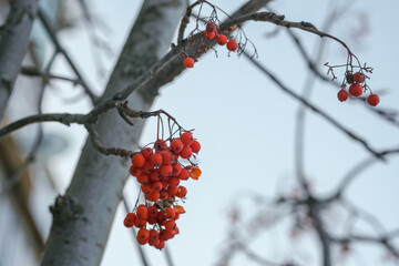 Bright red fruits. Slightly frozen rowan fruits. Selective focus and blur.