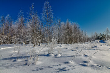 Winter natural background with trees and snow