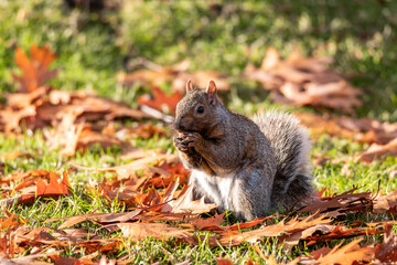 Naklejka na ściany i meble close up of a cute grey squirrel eating a nut holding on its paws while sitting on orange fall leaves filled grasses in the park