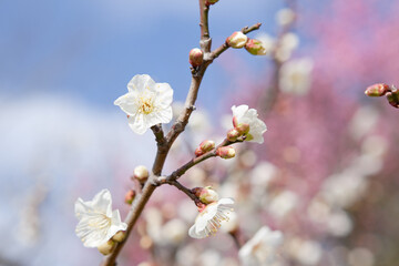 吉野公園の梅園	
