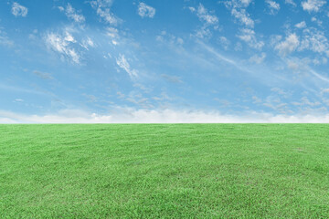Obraz premium Green grass meadow and blue sky background. Natural field landscape