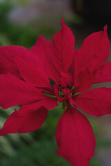 red christmas flower