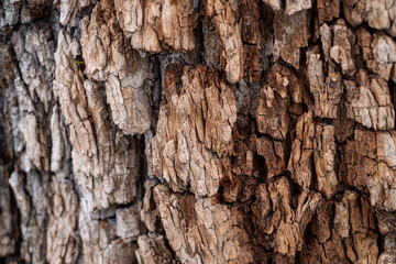 background texture of very rough tree trunk surface with a different shades of brown coloration.