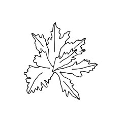 A sprig of cilantro, hand-drawn black and white.