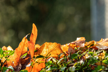 close up of couple orange leaves stay on top of the bushes backlit by the sunlight