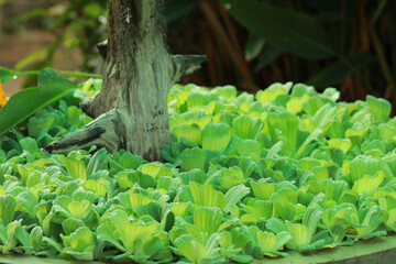 Green Water lettuce or Pistia stratiotes L. on the water for natural background.