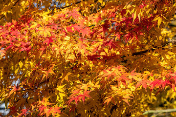 dense red and orange maple leaves back lit by the morning sunlight in the park
