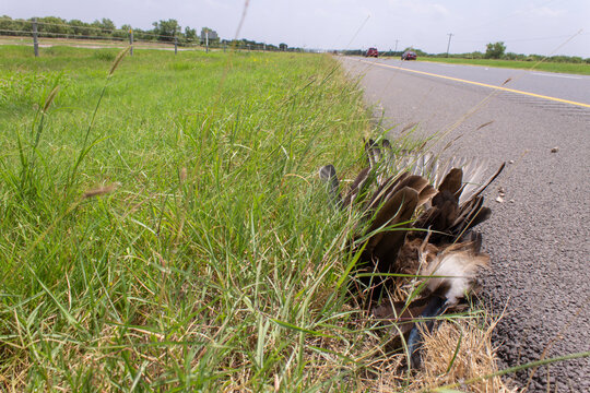 &aacute;guila muerto a la orilla de la carretera