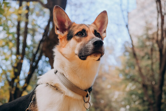 Portrait of dog similar to shepherd. Bright autumn photo in the Park. Serious dog. the concept of taming animals