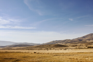Fototapeta na wymiar Patagonian steppe in Neuquen, Argentina, near the Andes mountain range.
