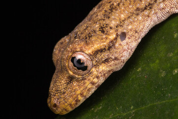 close up of a lizard