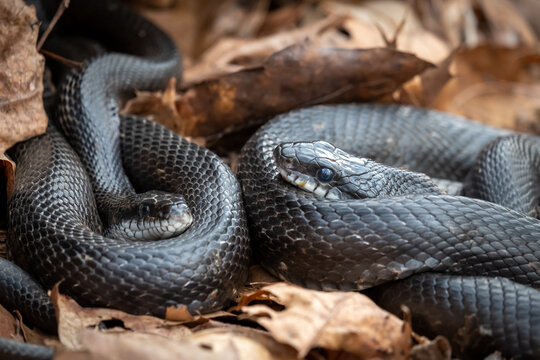 A pair of Eastern Ratsnakes (Pantherophis alleghaniensis) snuggle during the sprins season. Raleigh, North Carolina.