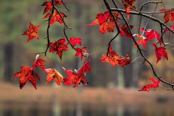 Fall vibes with bright red leaves of an American Sweetgum (Liquidambar styraciflua). Raleigh, North Carolina.
