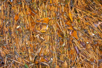 Autumn vibes with floating tree debris after a heavy rainshower. Raleigh, North Carolina.