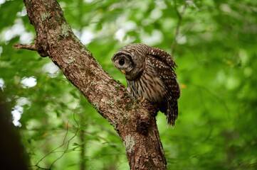 Barred Owl, Nova Scotia, Canada, September 2020