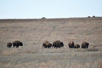herd of buffalo