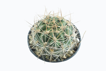 Top view cactus isolated on white background isolated on white background with copy space and clipping path.