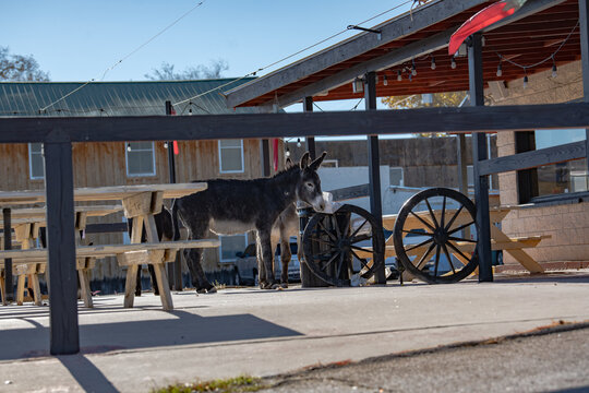 Beatty Bilder Durchsuchen 420 Archivfotos, und Videos