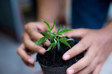 Hands of farmer with cannabis in pot.