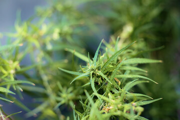 Marijuana in farm with green background.