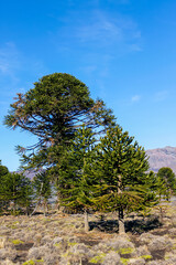 Araucaria forest in the central and northern region of the Neuquen province in Argentine Patagonia.