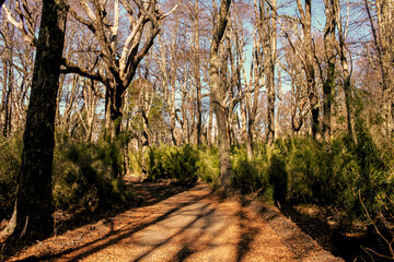 Path leading through the autumn forest on a sunny late afternoon.
