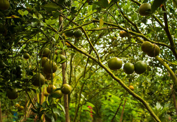 Orange fruit in a green garden
