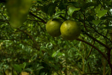 Orange fruit in a green garden