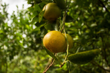 Orange fruit in a green garden