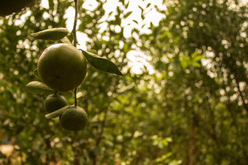 Orange fruit in a green garden