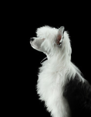 Dog on a dark background. cute Chinese Crested puppy. Low key. 