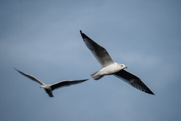 Seagulls soaring through the air 