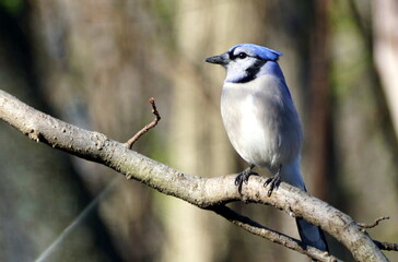 A blue jay perching on the tree branch