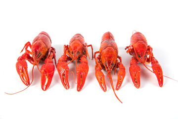 closeup gourmet  lobster on white wooden table