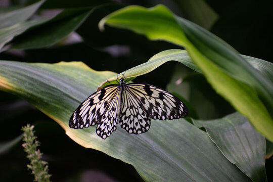 Paperkite Butterfly hanging on a green leaf