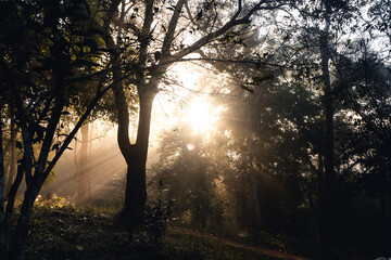 Fototapeta na wymiar Forest sunlight in the morning, green and fog.