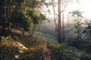 Obraz premium Forest sunlight in the morning, green and fog.