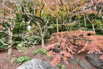 日本の紅葉と滝