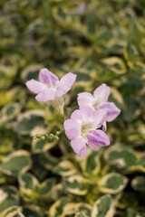purple asystasia gangetica flower in nature garden