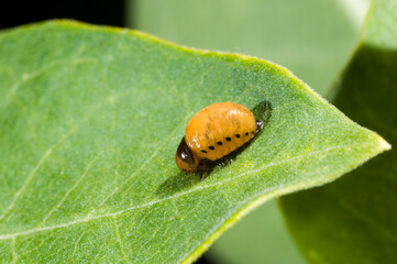 Swamp Milkweed Leaf Beetle resting on a milkweed leaf